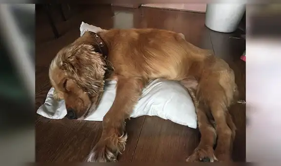 Perro callejero es atropellado, mujer lo rescata y conmueve con su nueva apariencia [VIDEO] 