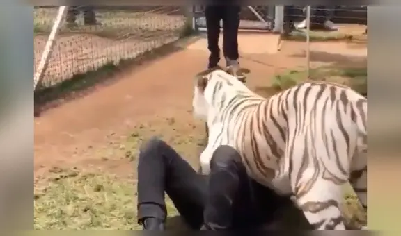 Hombre se reencuentra con tigre salvaje que cuidó de bebé y felino tiene efusiva reacción [VIDEO]