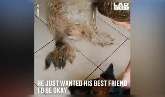 Perro cree que su compañero ha muerto y hace hasta lo imposible por seguir a su lado [VIDEO]