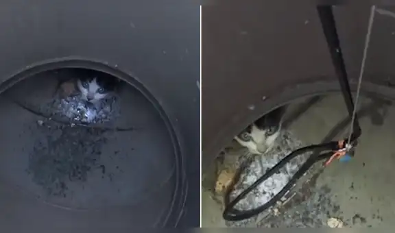 Rescatistas encuentran a gato atrapado en un hoyo y hacen un increíble esfuerzo para salvarle la vida [VIDEO]