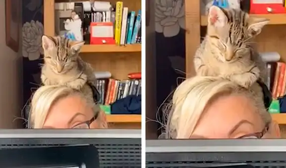 Gato se queda dormido sobre cabeza de su dueña cuando ella estaba en conferencia virtual [VIDEO] 