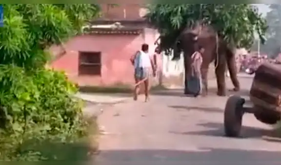Elefante aterroriza con violentas embestidas contra un tractor que lo chocó