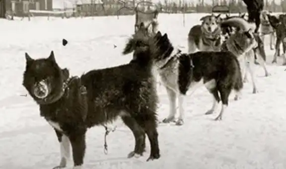 Conoce a Togo, el husky que salvó a Nome y que fue confundido con Balto en el cine [VIDEO]