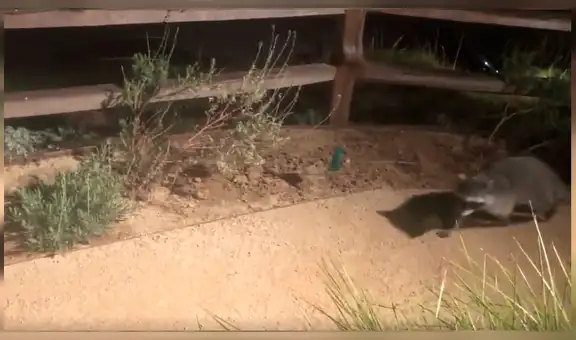 Mapaches se quedan como “estatuas” al ser descubiertos invadiendo una casa [VIDEO]