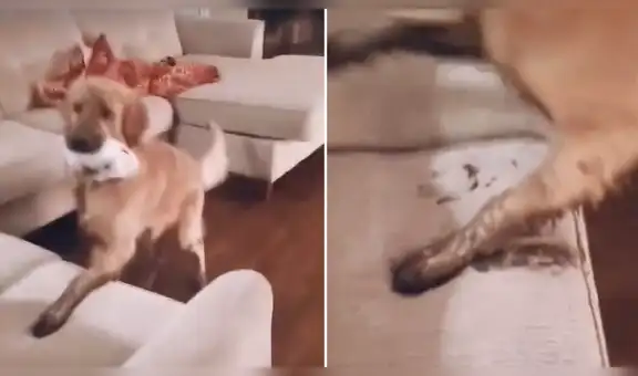 Travieso perro no hace caso a su dueña y se sube al sofá con las patas sucias [VIDEO]
