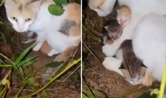 Gata callejera guía a hombre hasta donde están sus bebés para que los rescate del frío de la calle [VIDEO]