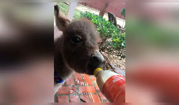 Facebook: burro fue abandonado por su madre, pero chica ocupa ese lugar y lo llena de mimos [VIDEO] 
