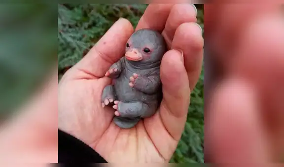 La verdad sobre el ‘ornitorrinco bebé’ que conquistó el corazón de cientos de usuarios  [FOTOS]