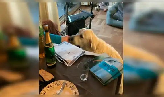 Perro se hace de rogar para jugar con sus amos y se mueve a ‘cámara lenta’ [VIDEO] 