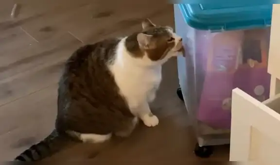 Gato obeso es puesto a dieta estricta y tiene curiosa reacción al ver su comida favorita [VIDEO]