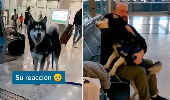 Perro no reconoce a su dueño tras no verlo un año, pero cuando lo hace no deja de besarlo