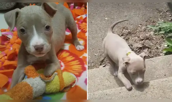 Recogen a perrita sin patas delanteras que fue abandonada, la adoptan y le enseñan caminar [VIDEO]