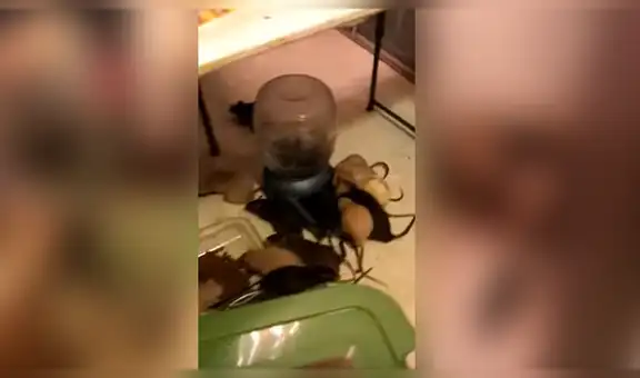 Entran a casa de ‘amante de las ratas’ y son testigos de impactante escena [VIDEO]