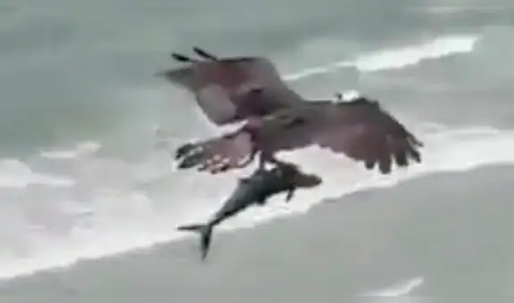 Captan a águila cazando un ‘tiburón’ en medio de una playa y se lo lleva a su nido [VIDEO] 