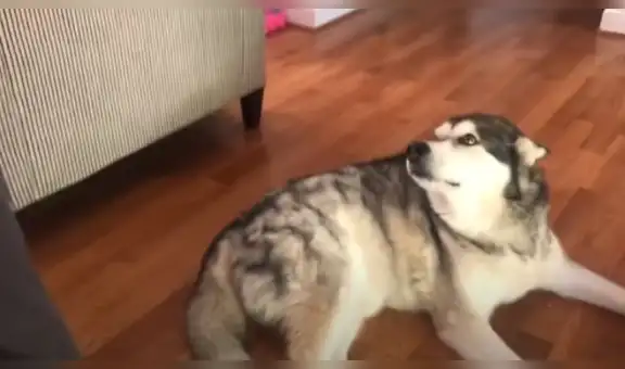 Perro ‘suplica’ a su dueño por recibir abrazo familiar y protagoniza dramática escena [VIDEO]