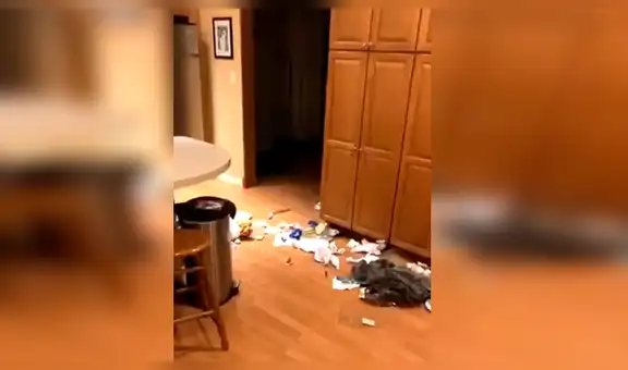 Perro se siente culpable de travesura y así reacciona cuando llega su dueño [VIDEO]