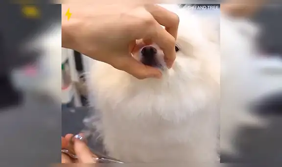 Joven lleva a su perro al veterinario para cambiar su aspecto y ahora luce así [VIDEO] 