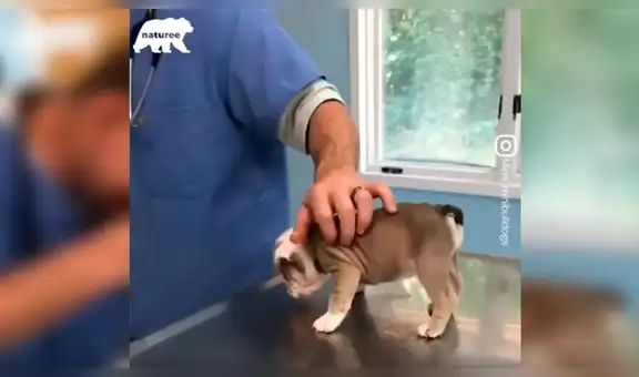 Llevan a perro bebé al veterinario por primera vez y este tiene tierna reacción al se examinado [VIDEO]