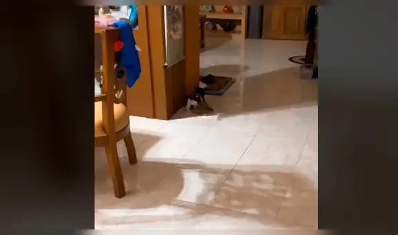 Perro le ‘roba’ una toalla a su dueña para llevarlo a su cama y abrigarse [VIDEO]