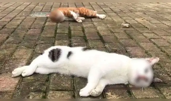 Perros y gatos son arrojados desde lo alto de los edificios por temor al contagio del coronavirus [VIDEO]