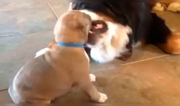 Familia adopta a pequeño cachorro y el perro de la casa tiene una tierna reacción al conocerlo [VIDEO]