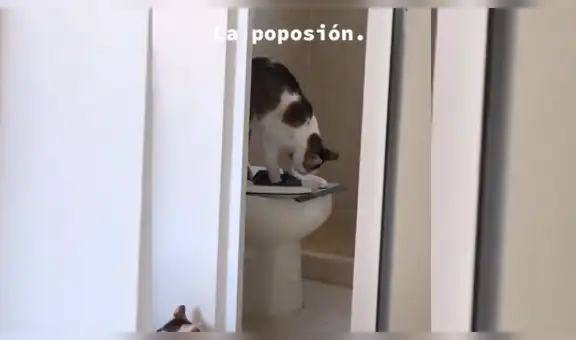 Mujer enseña a su gato a orinar en el inodoro y conducta del felino sorprende a todos [VIDEO]
