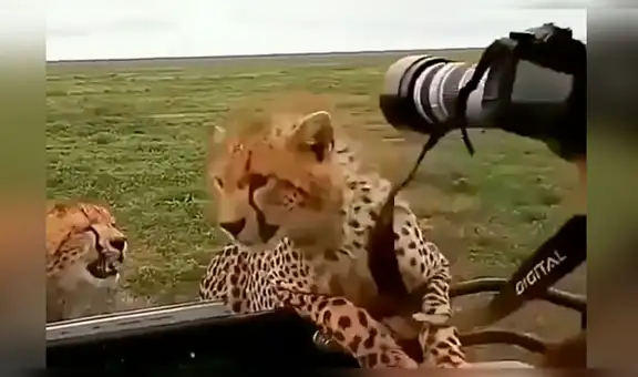 Guepardos acechan a fotógrafo en la selva y él los ahuyenta de insólita forma [VIDEO]