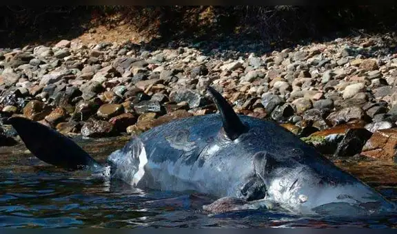 Ballena preñada muere con 22 kilos de basura plástica en estómago [FOTOS]