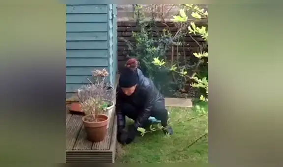 Zorro ‘bebé’ es abandonado por su madre, mujer lo rescata y tiene radical cambio [VIDEO]