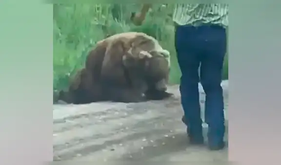 Hombre se acerca a enorme oso herido, lo acaricia y se lleva tremendo susto [VIDEO] 