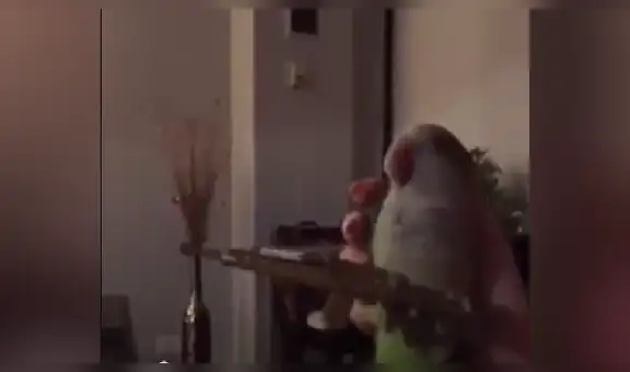 Perico ‘dispara’ una metralleta, imita el sonido de las balas y se vuelve viral en redes [VIDEO]
