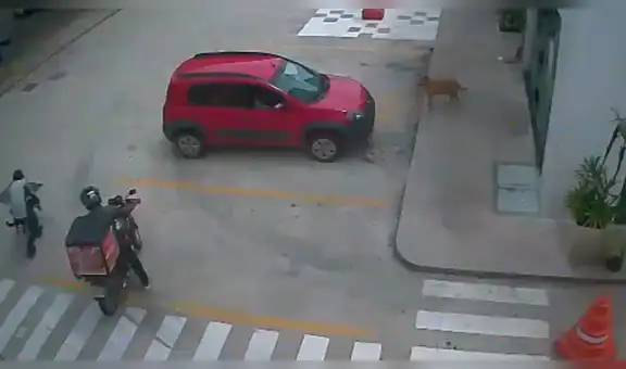 Perro callejero es grabado ‘vengándose’ de repartidor que fastidió a su mejor 'amigo’ [VIDEO]