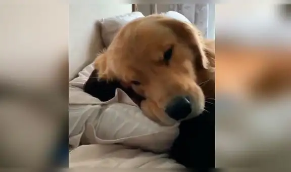 Mujer regresa a su vivienda y descubre a su perro con su novio en una tierna escena [VIDEO]