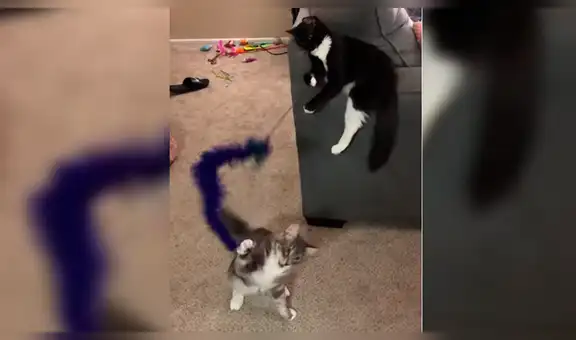 Novios vuelven a casa y encuentra que su gato tiene nueva ‘mascota’ para jugar [VIDEO]
