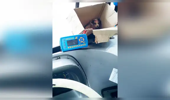 Chofer encuentra a perro en lamentables condiciones en medio de la pista y lo adopta [FOTOS] 