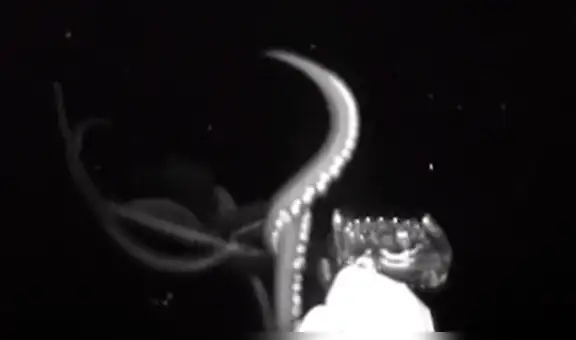 YouTube viral: descubre ‘extraña’ criatura en las profundidades del mar y queda sorprendido con su aspecto [VIDEO]