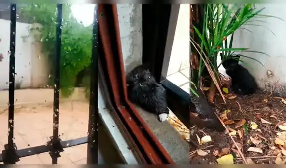 Hombre aborrecía a los gatos, pero encuentra a tres pequeños en medio de la lluvia y los adopta [VIDEO]