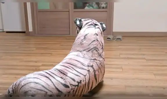 Coloca tigre de peluche junto a sus perros y estos tienen curiosa reacción al verlo [VIDEO]