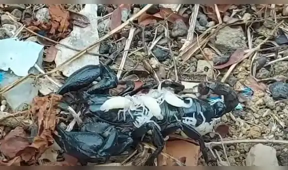 Joven capta sorprendente escena de escorpión cargando a sus crías sobre su lomo [VIDEO]