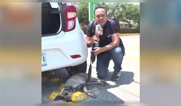 Reportero para su transmisión en vivo para ayudar a un perro callejero que estaba herido [VIDEO]