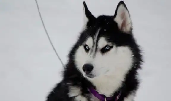 Twitter: Particular fotografía de perro siberiano al que afeitaron casi todo el cuerpo se viraliza