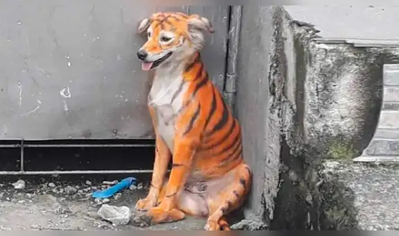 “No es gracioso, es maltrato animal”: buscan a culpables de pintar a perro como tigre