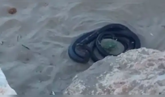 YouTube viral: misteriosas criaturas negras surgen de enormes rocas y aterran a turistas [VIDEO]