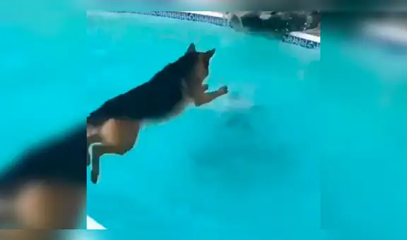 Facebook viral: perro se lanza a piscina para salvar a su dueña que se estaba ahogando [VIDEO]