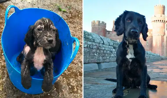 Perrito abandonado fue adoptado por la Policía y ahora es uno de ellos