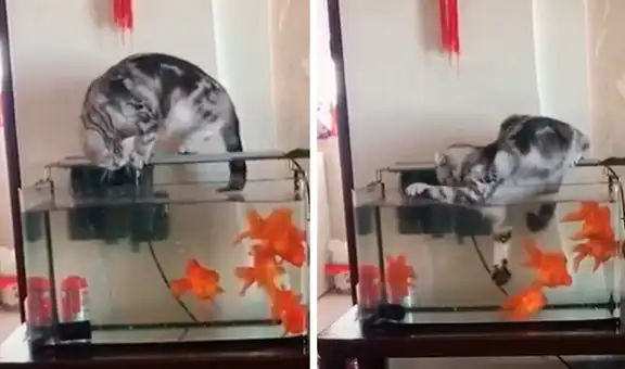Gato intenta atrapar unos peces a escondidas, pero termina en la pecera