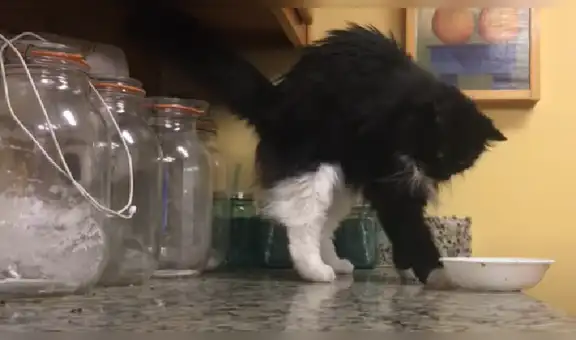 Travieso gato ‘desafía’ a su dueña y termina rompiendo un plato de la cocina [VIDEO]