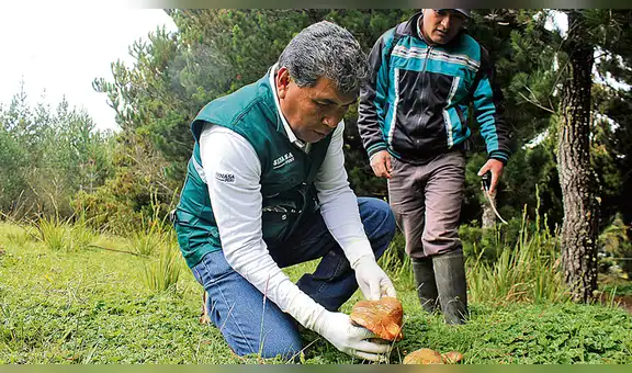 Senasa autoriza funcionamiento de procesadoras de hongos