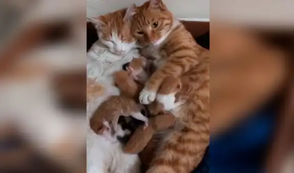Joven descubre que sus gatos tuvieron crías y estos se los ‘presentan’ [VIDEO]
