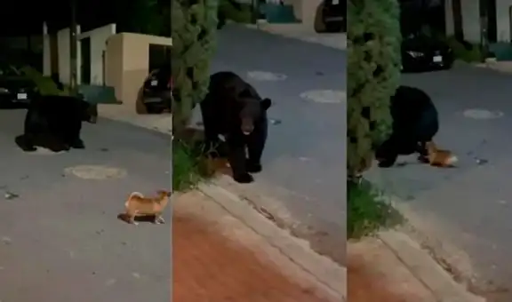 Valiente chihuahua se enfrenta y hace huir a oso que paseaba por vecindario 
